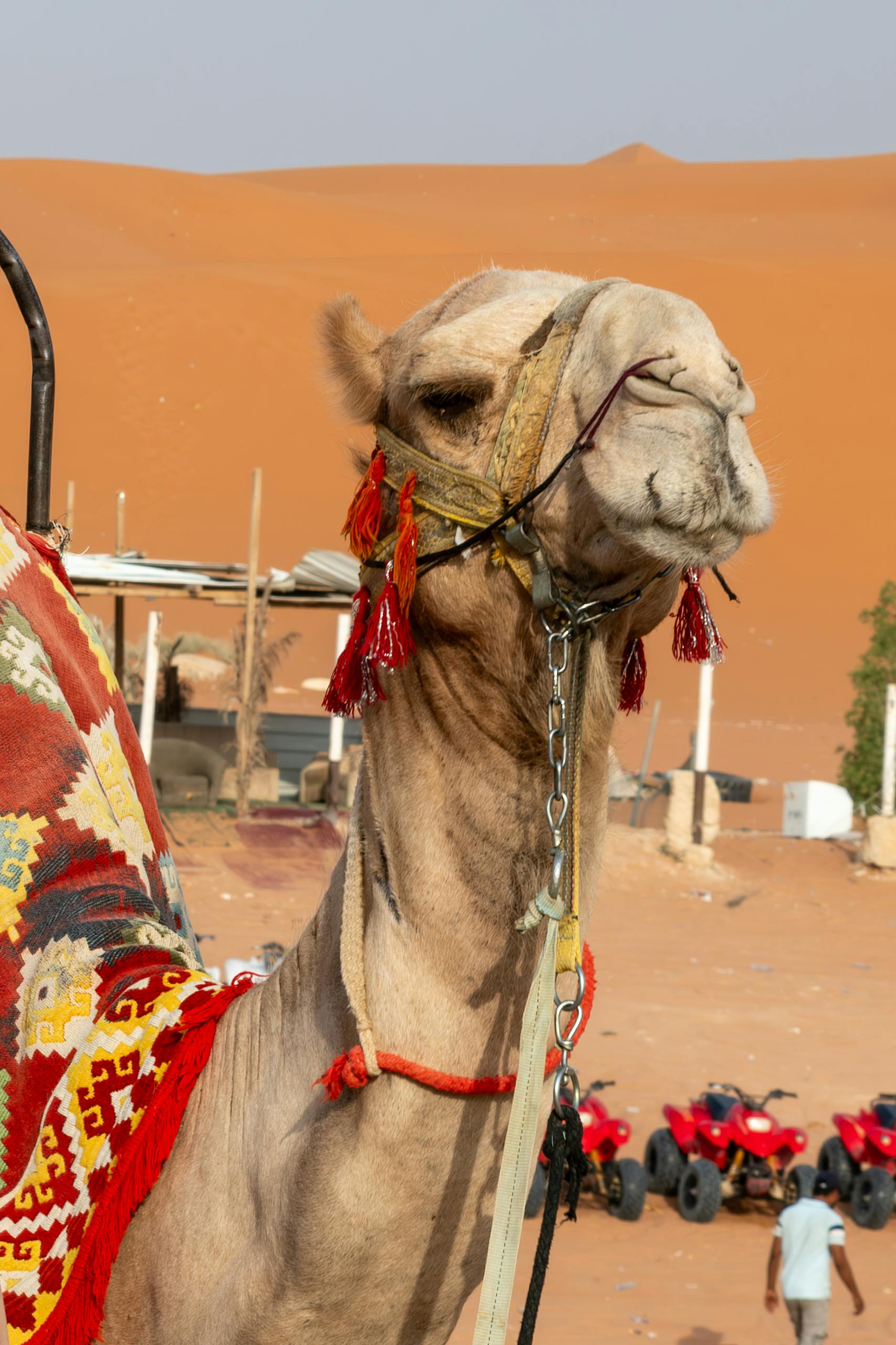 Camel adorned with colorful decorations in the Arabian desert near Riyadh.
